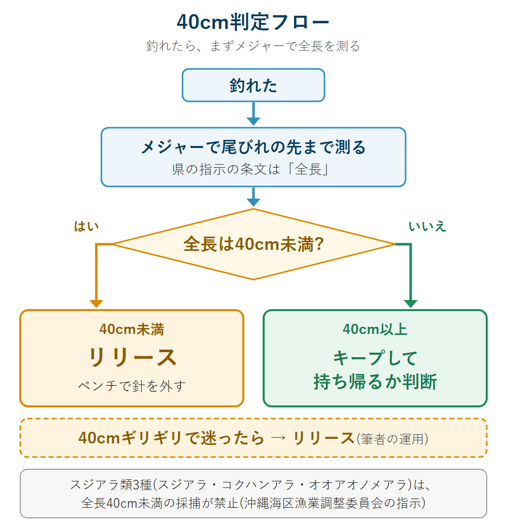 アカジン(スジアラ)を釣ったら、メジャーで尾びれの先まで全長を測り、40cm未満はリリースする判定フロー