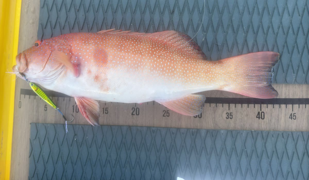 釣れた魚をメジャーに沿わせて、尾びれの先まで全長を測っている写真