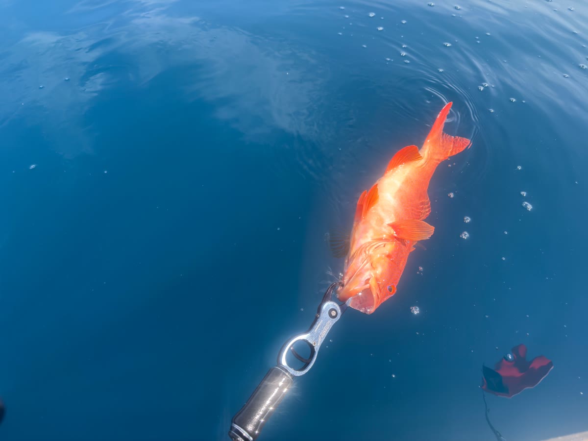 魚をフィッシュグリップで持ち、水面でリリースしている写真